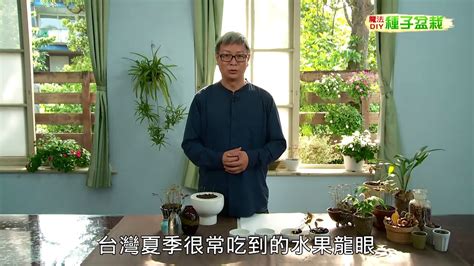 火龍果 種子盆栽|種子盆栽DIY教學